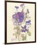 Wild Pansy-Charles Rennie Mackintosh-Framed Premium Giclee Print