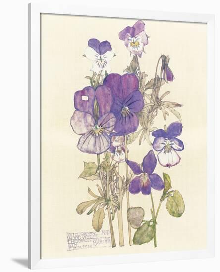 Wild Pansy-Charles Rennie Mackintosh-Framed Premium Giclee Print