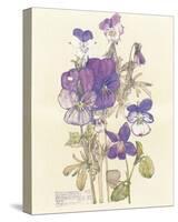 Wild Pansy-Charles Rennie Mackintosh-Stretched Canvas