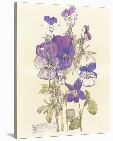 Wild Pansy-Charles Rennie Mackintosh-Stretched Canvas