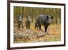 Wild Pig in the Autumn Forest-null-Framed Premium Giclee Print