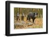 Wild Pig in the Autumn Forest-null-Framed Art Print