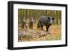 Wild Pig in the Autumn Forest-null-Framed Art Print