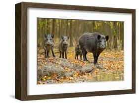 Wild Pig in the Autumn Forest-null-Framed Art Print