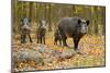 Wild Pig in the Autumn Forest-null-Mounted Art Print