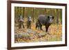 Wild Pig in the Autumn Forest-null-Framed Art Print