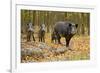 Wild Pig in the Autumn Forest-null-Framed Art Print