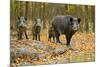 Wild Pig in the Autumn Forest-null-Mounted Art Print