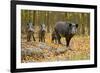 Wild Pig in the Autumn Forest-null-Framed Art Print