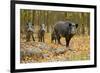 Wild Pig in the Autumn Forest-null-Framed Art Print