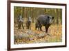 Wild Pig in the Autumn Forest-null-Framed Art Print