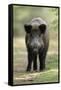 Wild Pig Sow Alert on Forest Track-null-Framed Stretched Canvas