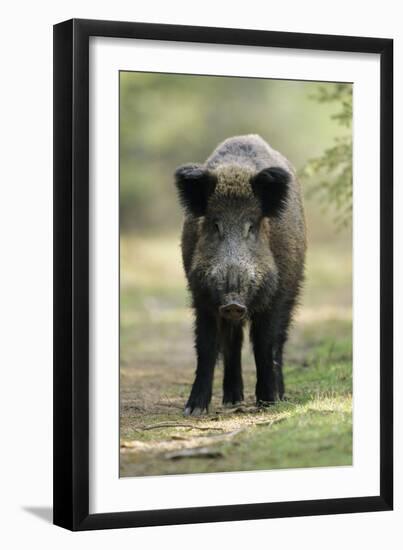 Wild Pig Sow Alert on Forest Track-null-Framed Premium Photographic Print