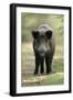 Wild Pig Sow Alert on Forest Track-null-Framed Premium Photographic Print