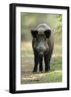 Wild Pig Sow Alert on Forest Track-null-Framed Photographic Print