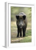 Wild Pig Sow Alert on Forest Track-null-Framed Photographic Print