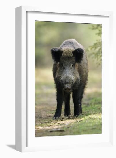 Wild Pig Sow Alert on Forest Track-null-Framed Photographic Print