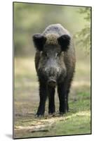 Wild Pig Sow Alert on Forest Track-null-Mounted Photographic Print