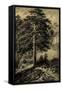 Wild Pine-Ernst Heyn-Framed Stretched Canvas