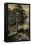 Wild Pine-Ernst Heyn-Framed Stretched Canvas
