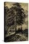 Wild Pine-Ernst Heyn-Stretched Canvas