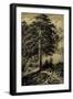 Wild Pine-Ernst Heyn-Framed Art Print