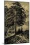 Wild Pine-Ernst Heyn-Mounted Art Print