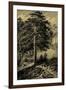 Wild Pine-Ernst Heyn-Framed Art Print