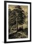 Wild Pine-Ernst Heyn-Framed Art Print