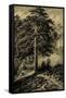 Wild Pine-Ernst Heyn-Framed Stretched Canvas