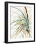 Wild Pineapple (1921)-Mary Vaux Walcott-Framed Photographic Print