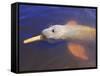 Wild Pink Amazon River Dolphin, Amazon River, Brazil, South America-Nico Tondini-Framed Stretched Canvas