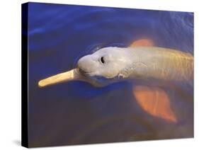 Wild Pink Amazon River Dolphin, Amazon River, Brazil, South America-Nico Tondini-Stretched Canvas