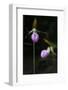 Wild Pink Lady Slipper (Cypripedium Acaule) Growing in the Forest in Rural Prince Edward Island, Ca-onepony-Framed Photographic Print