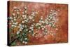 Wild Plum Blossoms-Zachary Alexander-Stretched Canvas