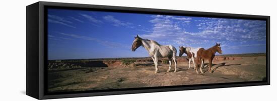 Wild Ponies Nm USA-null-Framed Stretched Canvas