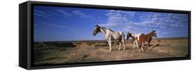 Wild Ponies Nm USA-null-Framed Stretched Canvas