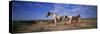 Wild Ponies Nm USA-null-Stretched Canvas