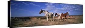 Wild Ponies Nm USA-null-Stretched Canvas