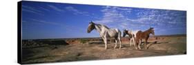 Wild Ponies Nm USA-null-Stretched Canvas