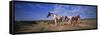 Wild Ponies Nm USA-null-Framed Stretched Canvas