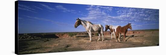 Wild Ponies Nm USA-null-Stretched Canvas