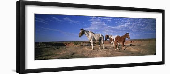 Wild Ponies Nm USA-null-Framed Premium Photographic Print