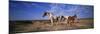 Wild Ponies Nm USA-null-Mounted Premium Photographic Print