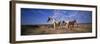 Wild Ponies Nm USA-null-Framed Photographic Print