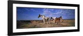 Wild Ponies Nm USA-null-Framed Photographic Print