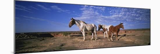 Wild Ponies Nm USA-null-Mounted Photographic Print