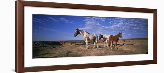 Wild Ponies Nm USA-null-Framed Photographic Print