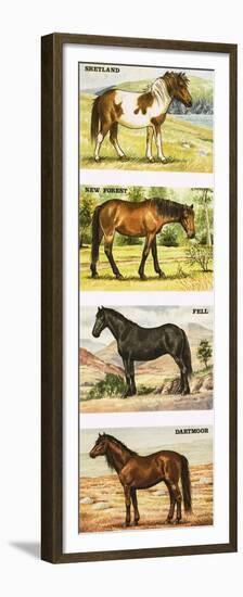 Wild Ponies of Great Britian-null-Framed Premium Giclee Print