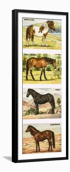 Wild Ponies of Great Britian-null-Framed Premium Giclee Print
